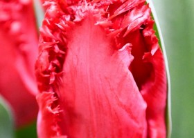 Tulipa Indiana ® (4)